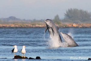 <b>🏝 LAGUNA/SC 🏝 </b>4 dias & 3 noites <b>R$ 899, a vista </b> - Imagem 5