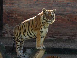 ZOOLÓGICO + ESTÁDIOS + BARCO - 12/10 ** R$ 269,00 à vista** - Imagem 5
