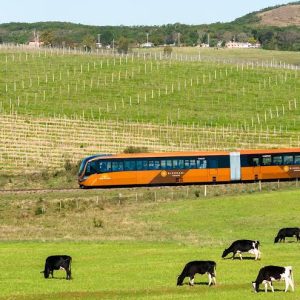 <b>🚆TREM DO PAMPA 🍷 VINÍCOLA ALMADEN 🛍️ COMPRAS EM RIVERA </b> 05 e 06/07 - Final de Semana <b>** R$ 699, à vista**</b>