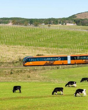 <b>🚆TREM DO PAMPA 🍷 VINÍCOLA ALMADEN 🛍️ COMPRAS EM RIVERA </b> 05 e 06/07 - Final de Semana <b>** R$ 699, à vista**</b>
